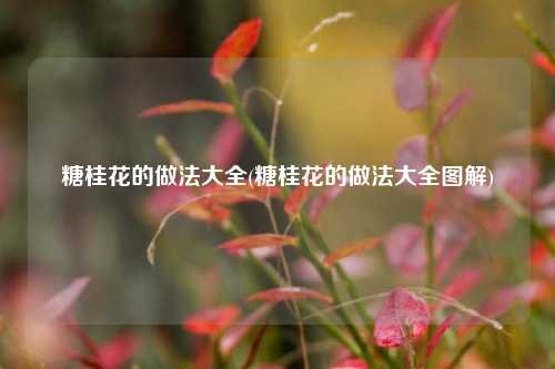 糖桂花的做法大全(糖桂花的做法大全图解)